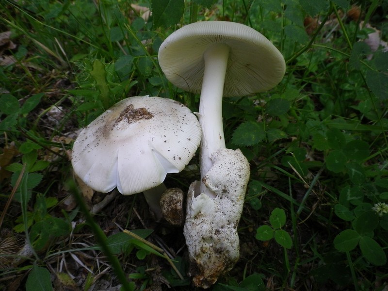 Due amanita chiare